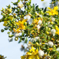 Creosote Bush